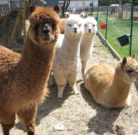 Alpaca