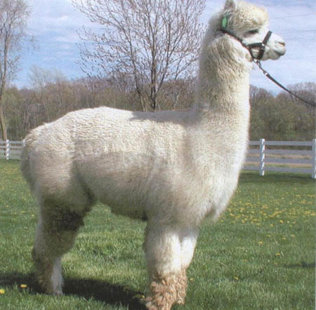 Alpaca