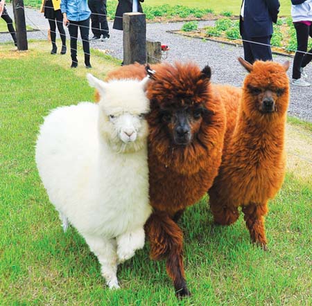 Alpaca