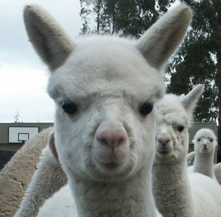 Alpaca