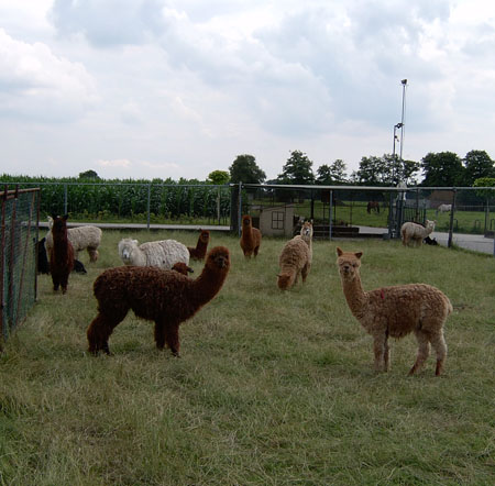 Alpaca