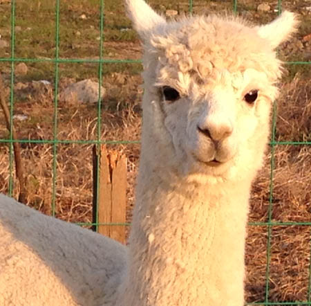 Alpaca