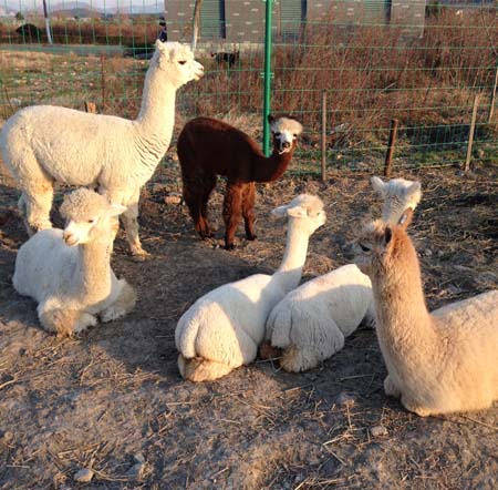 Alpaca