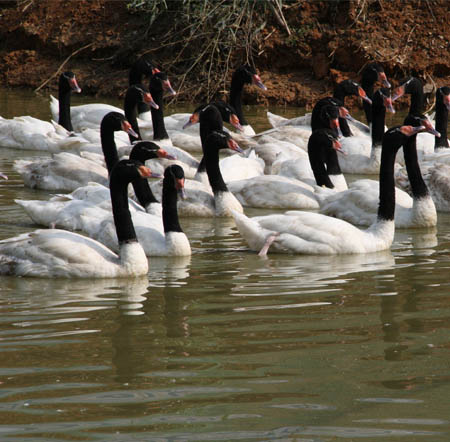 Black-necked swans