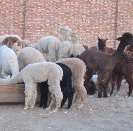 Alpaca