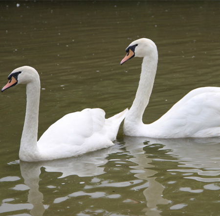 Mute Swan