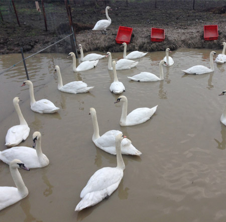 Mute Swan