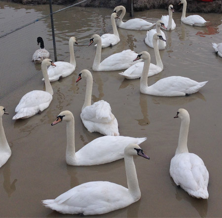 Mute Swan