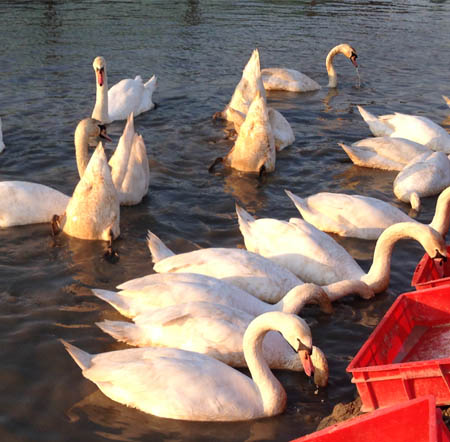 Mute Swan