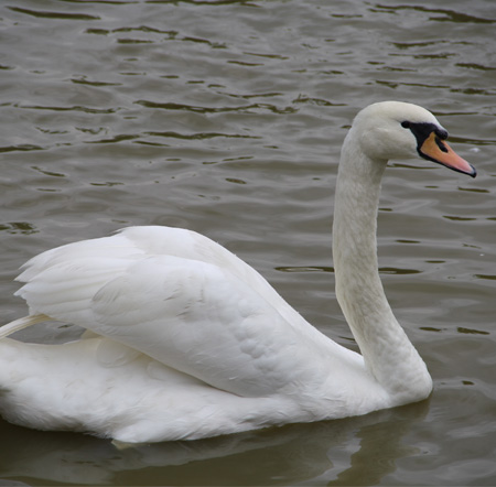 Mute Swan