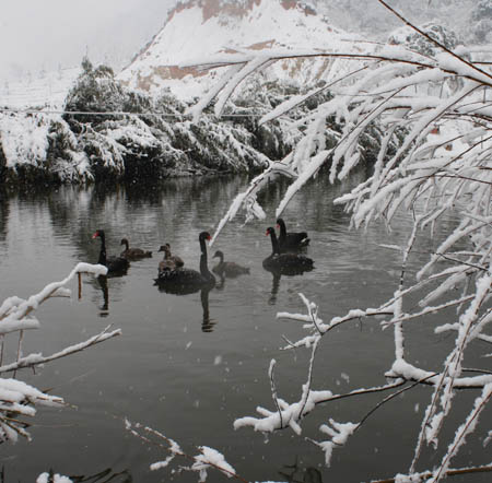 Black Swan