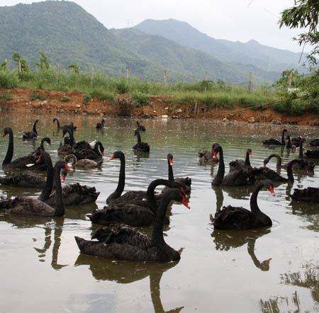 Black Swan
