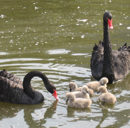 Black Swan