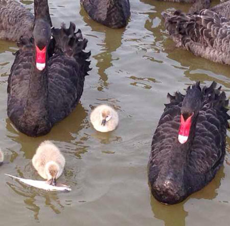 Black Swan