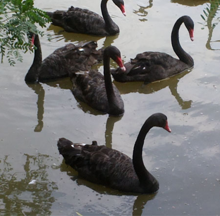 Black Swan