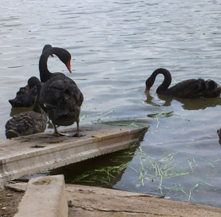 Black Swan
