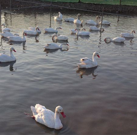 Flat mouth of the Swan