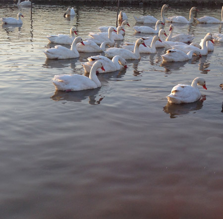 Flat mouth of the Swan