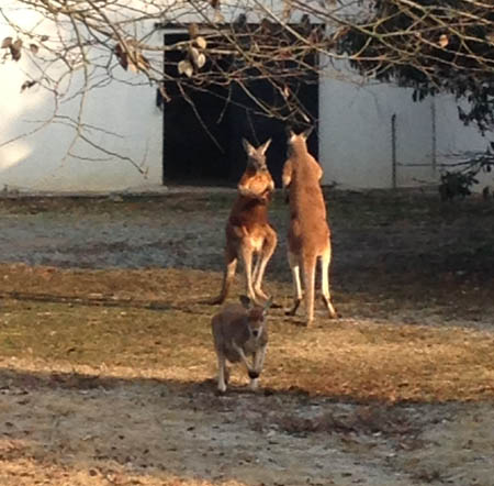 Red kangaroo