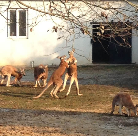 Red kangaroo