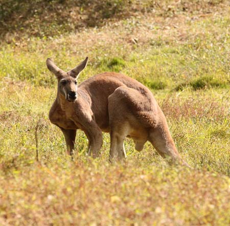 Red kangaroo