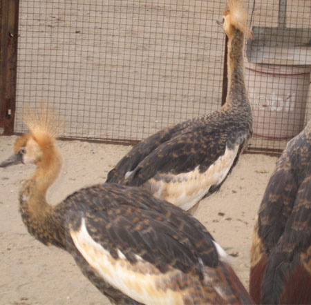 Crowned Crane