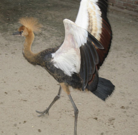 Crowned Crane