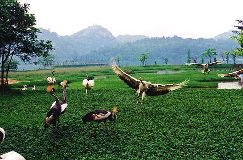 Wetland Park