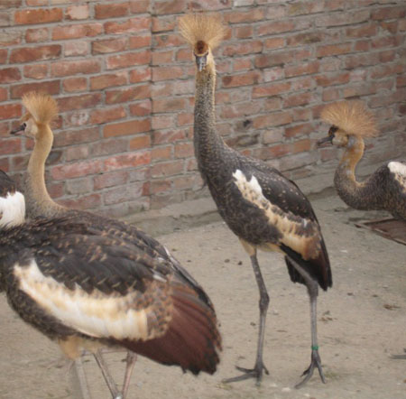 Crowned Crane