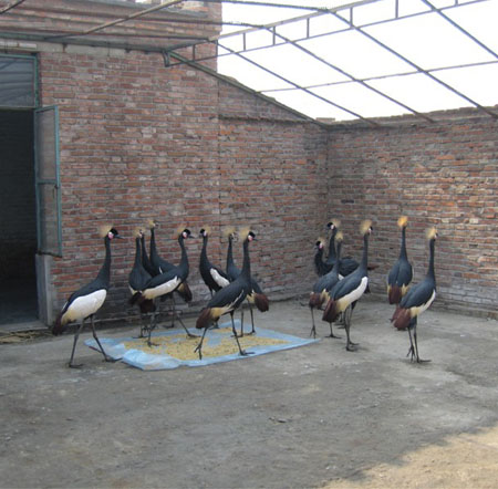 Crowned Crane
