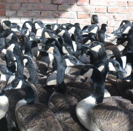 Canada geese