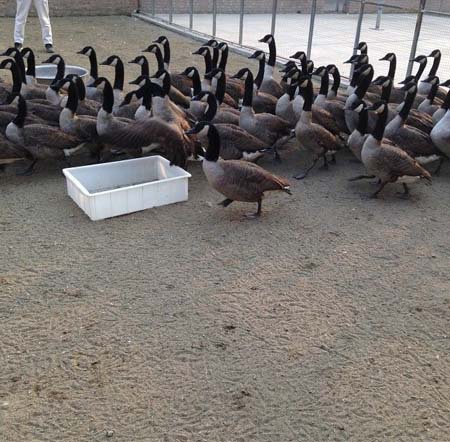 Canada geese